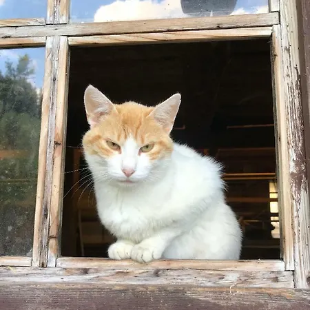 Stabentheiner-hof * Liesing