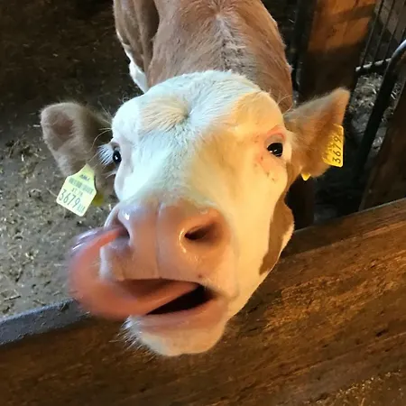 Stabentheiner-hof Gospodarstwo agroturystyczne Liesing