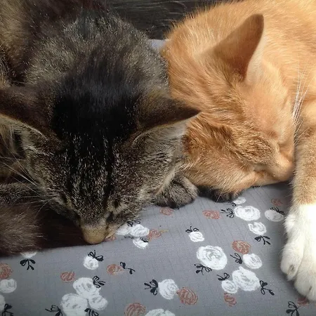 Gospodarstwo agroturystyczne Stabentheiner-hof