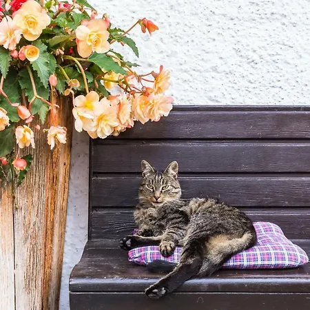 Stabentheiner-hof Farma Liesing