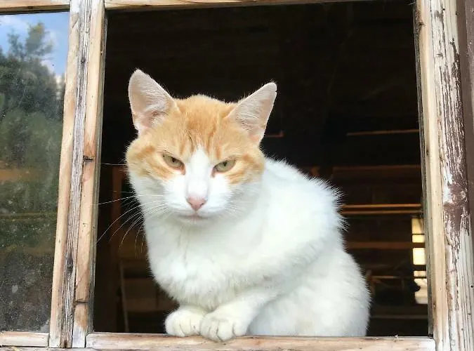 Stabentheiner-hof * Liesing