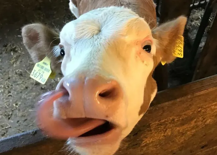 Stabentheiner-hof Farma Liesing